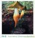 Local mushroom NO.5 to 8 (touch the picture with mouse)